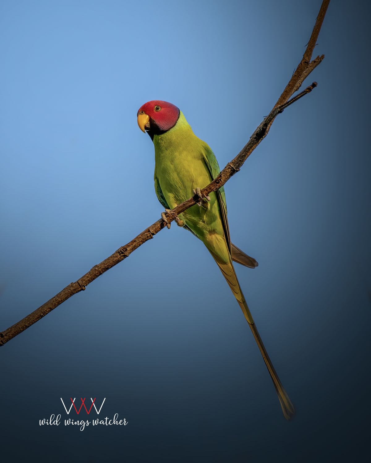 Plum headed parakeet male perch 001